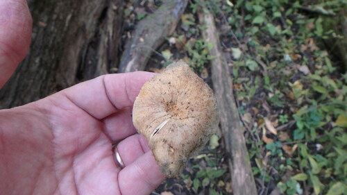 Common Gilled Mushrooms and Allies