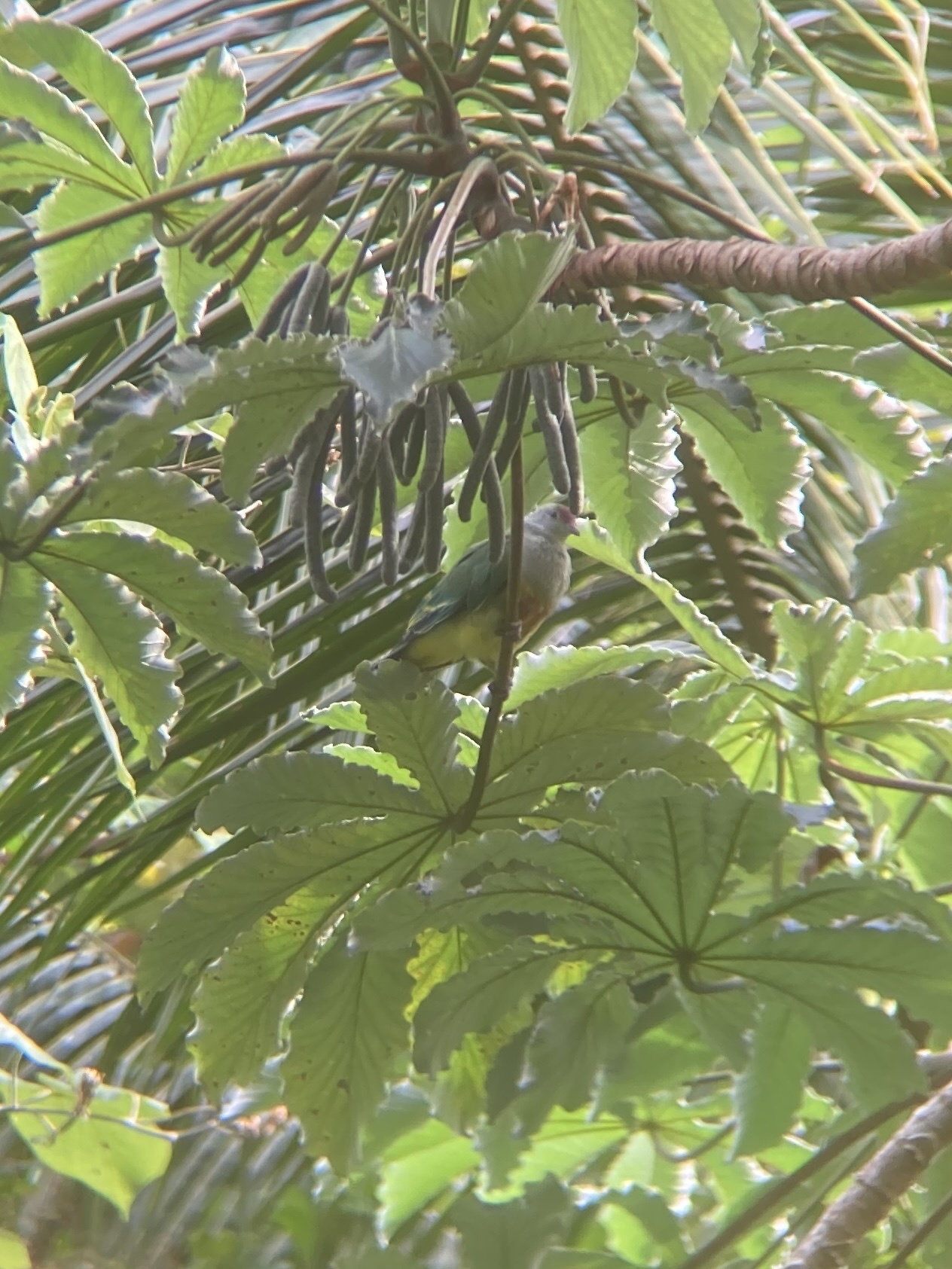 Lilac-crowned Fruit Dove (Ptilinopus rarotongensis), photo 3