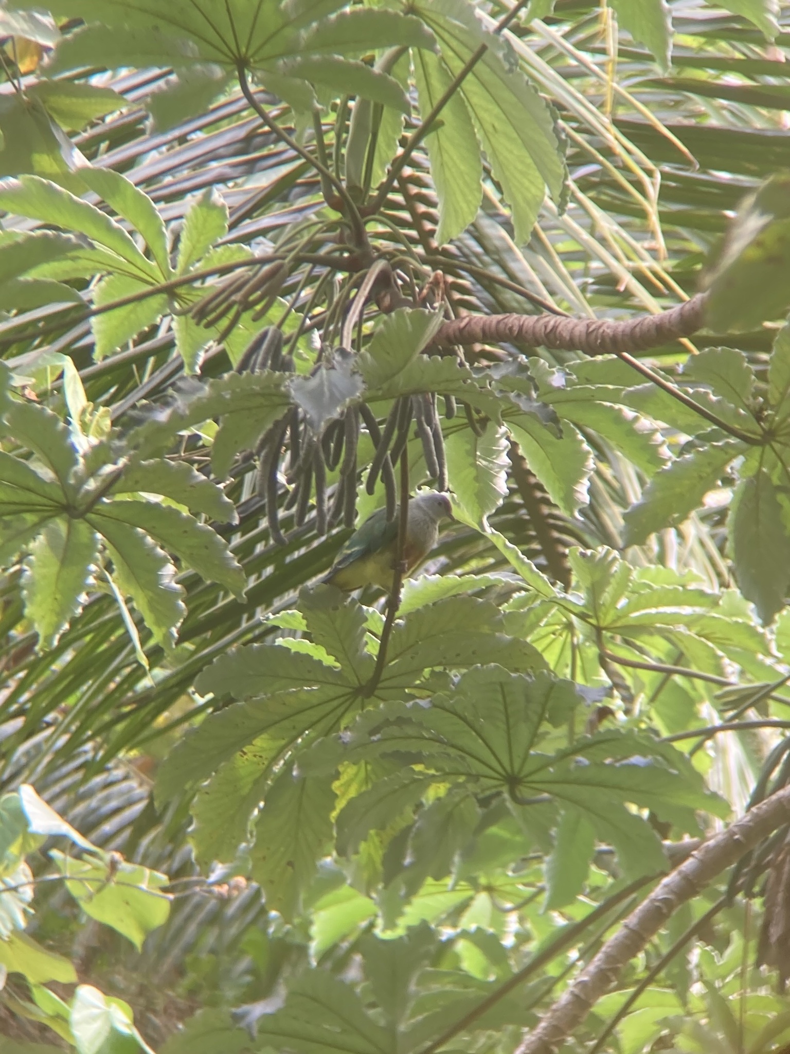 Lilac-crowned Fruit Dove (Ptilinopus rarotongensis), photo 4