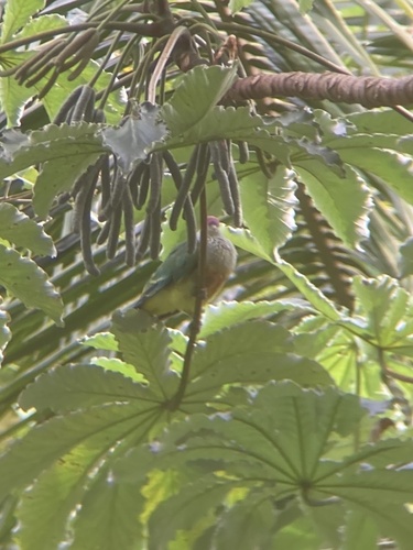 Lilac-crowned Fruit Dove (Ptilinopus rarotongensis), photo 9