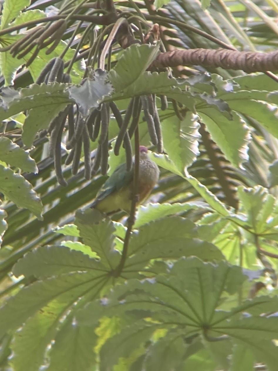 Lilac-crowned Fruit Dove (Ptilinopus rarotongensis), photo 8