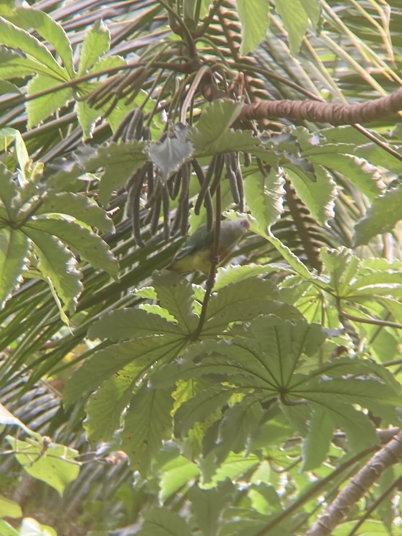 Lilac-crowned Fruit Dove (Ptilinopus rarotongensis), photo 9