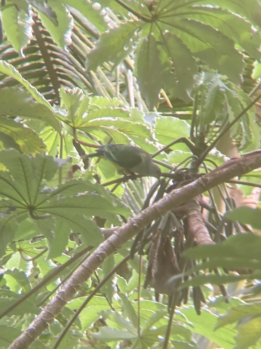 Lilac-crowned Fruit Dove (Ptilinopus rarotongensis), photo 10