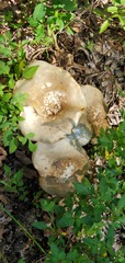 Macrocybe titans