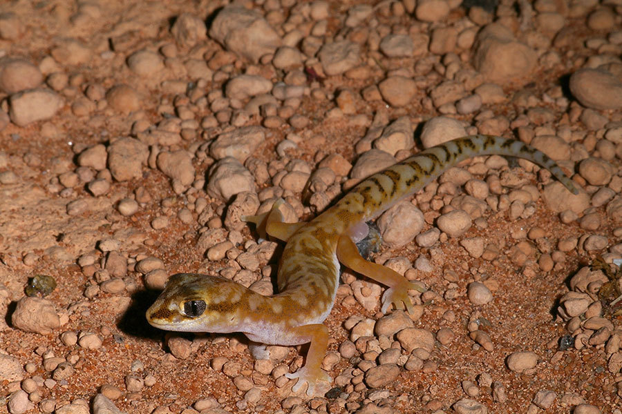 White-Spotted Ground Gecko