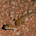White-spotted Ground Gecko - Photo (c) John Sullivan, some rights reserved (CC BY-NC), uploaded by John Sullivan