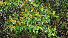 Byrsonima sericea