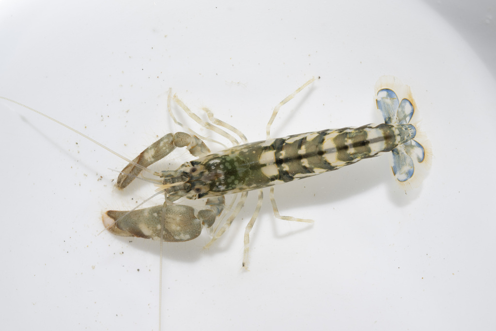 New Zealand Snapping Shrimp
