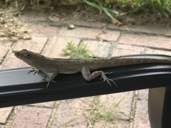 Anolis sagrei