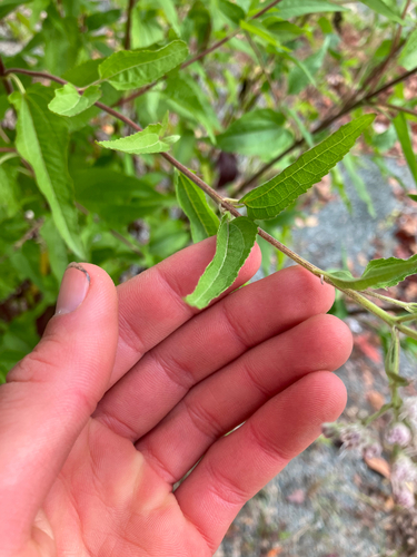 Eupatorium serotinum