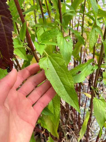 Eupatorium serotinum