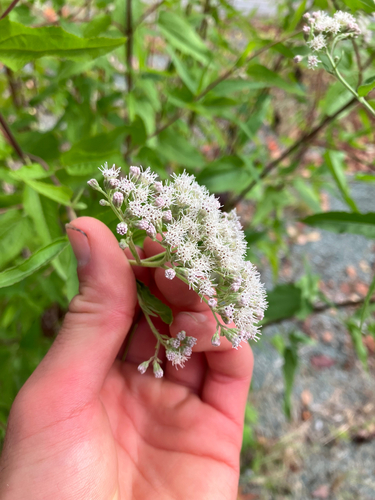 Eupatorium serotinum
