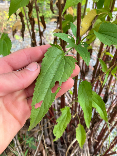 Eupatorium serotinum