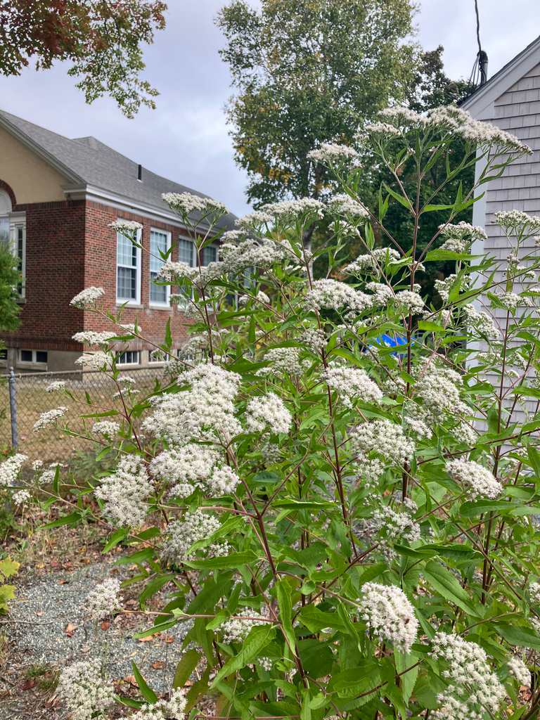 Eupatorium serotinum, Hancock County, US-ME, US