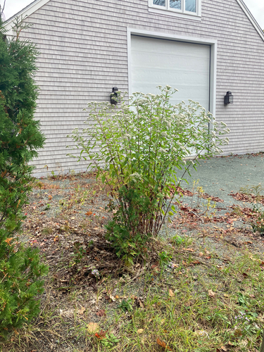 Eupatorium serotinum