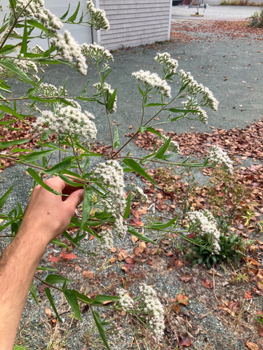Eupatorium serotinum