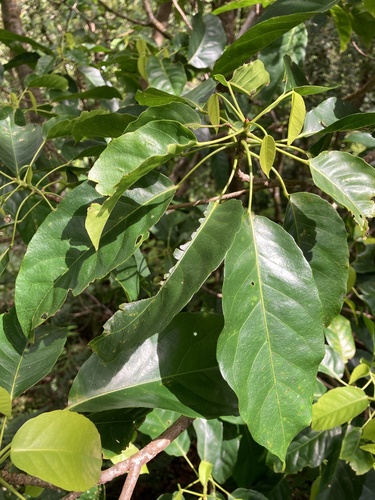 Elaeocarpus floridanus observed 2024-10-01