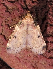 Aglossa costiferalis