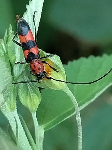 Tylosis puncticollis
