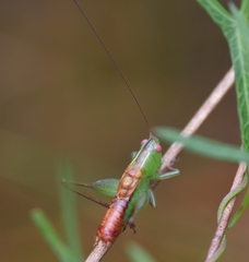 Odontoxiphidium apterum