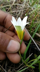 Romulea flava flava