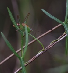 Odontoxiphidium apterum