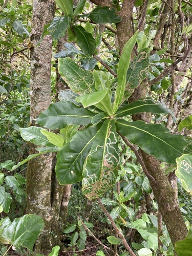 Meryta pauciflora observed 2024-10-01