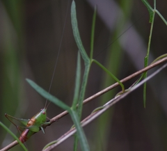 Odontoxiphidium apterum