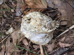 Hypomyces melanocarpus