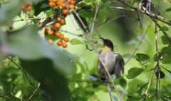 Myzomela jugularis