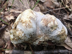 Hypomyces melanocarpus