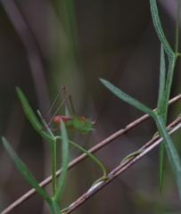 Odontoxiphidium apterum