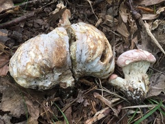 Hypomyces melanocarpus