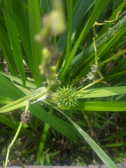 Sparganium eurycarpum
