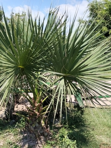 Image of Sabal rosei by no rights reserved