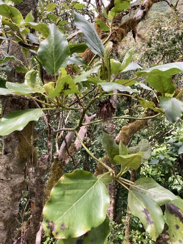 Image of Fitchia speciosa by (c) Samuel Brown, some rights reserved (CC BY)