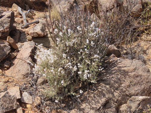 Image of Eriocephalus scariosus by no rights reserved
