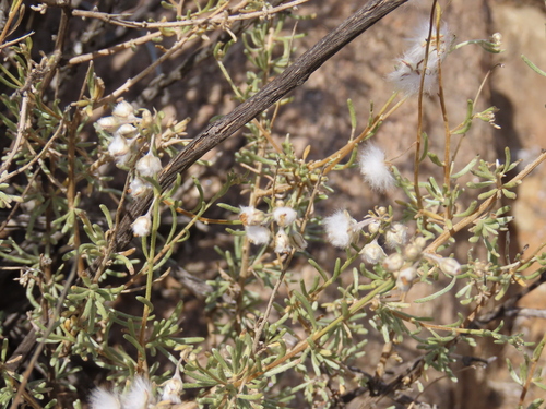 Image of Eriocephalus scariosus by no rights reserved