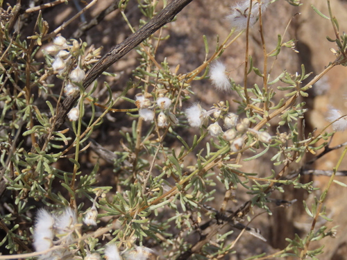 Image of Eriocephalus scariosus by no rights reserved