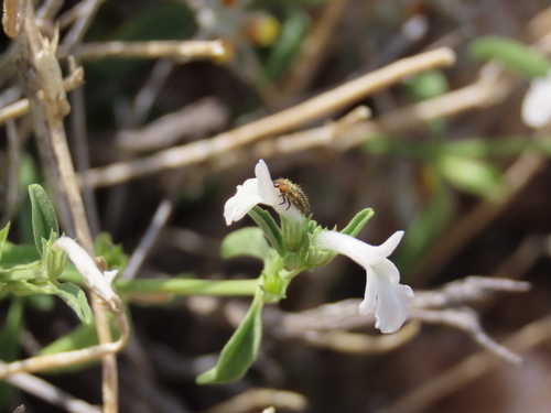 Image of Acrotome pallescens by no rights reserved
