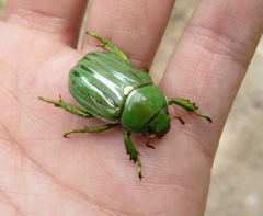 Chrysina gloriosa