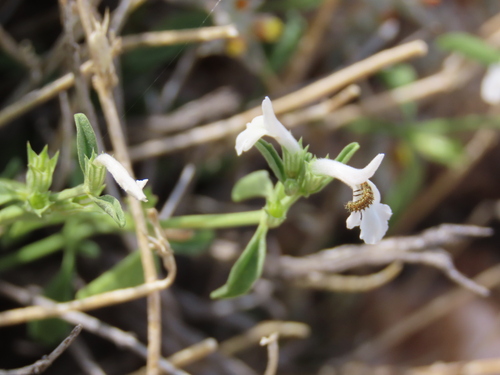 Image of Acrotome pallescens by no rights reserved