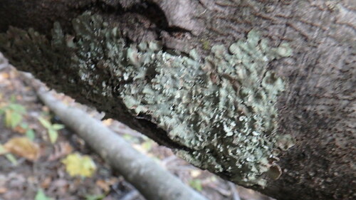 Common Greenshield Lichen