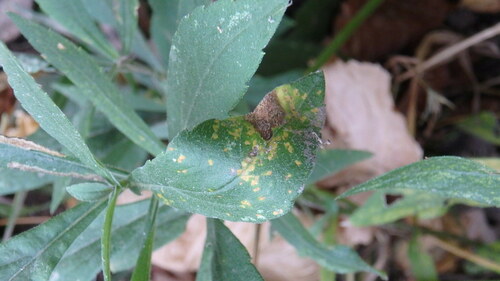 Goldenrod Rust