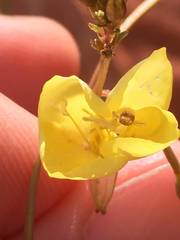 Chylismia multijuga