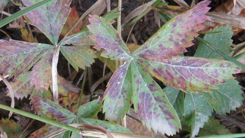 Cinquefoil Rust