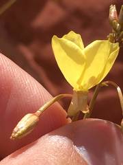 Chylismia multijuga
