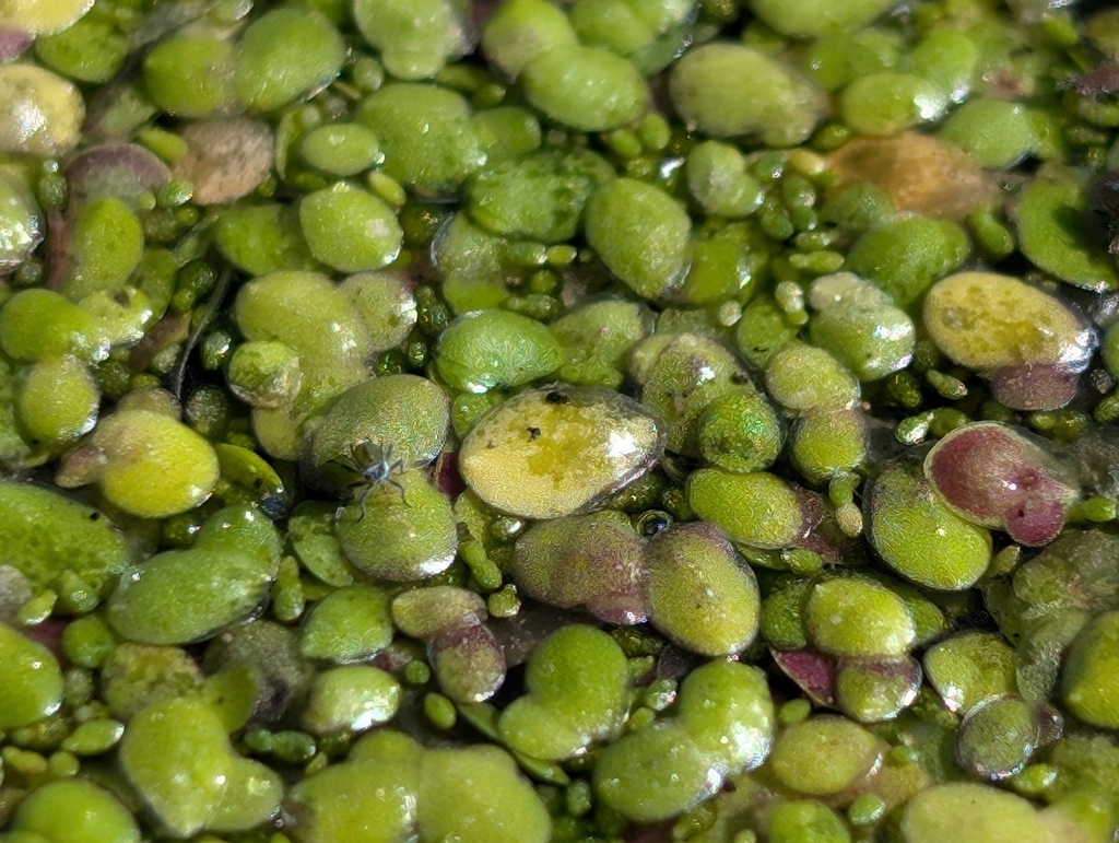 Duckweed