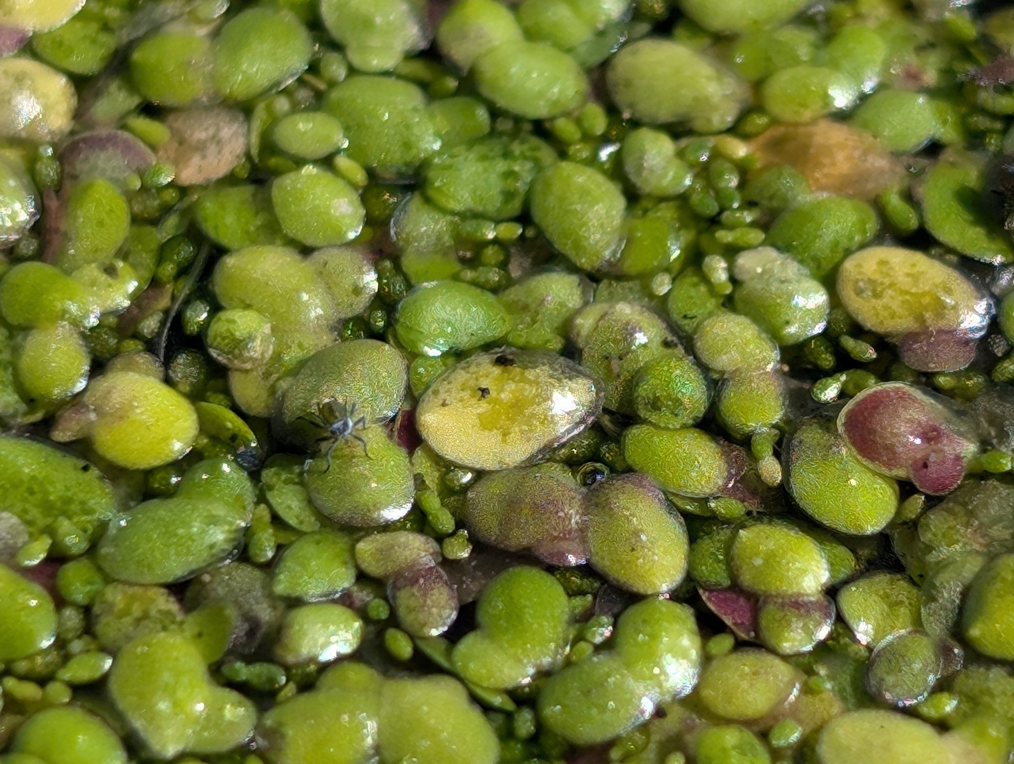 Lemna obscura