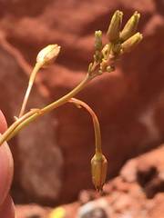 Chylismia multijuga